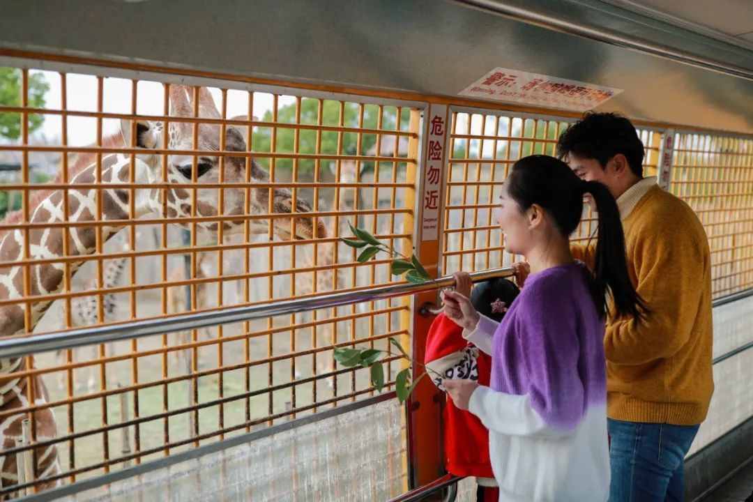 会玩的人都买年卡了，上海各大景点年票攻略