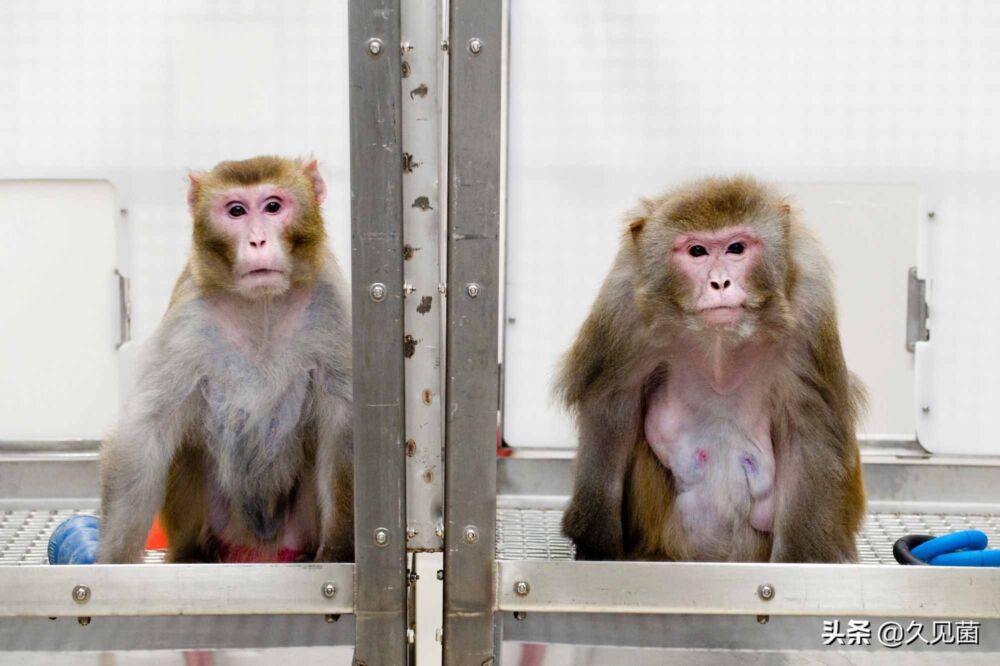 中国猴为何比芯片还重要？中国猴暂停出口，美国开始“道德绑架”