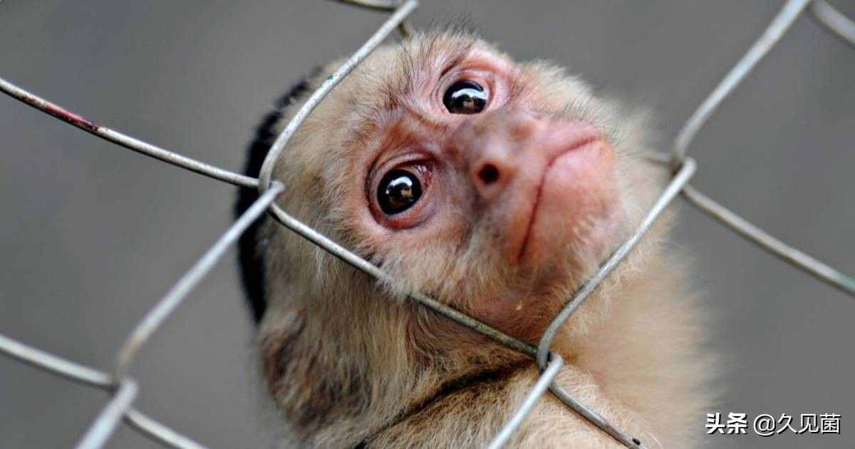 中国猴为何比芯片还重要？中国猴暂停出口，美国开始“道德绑架”