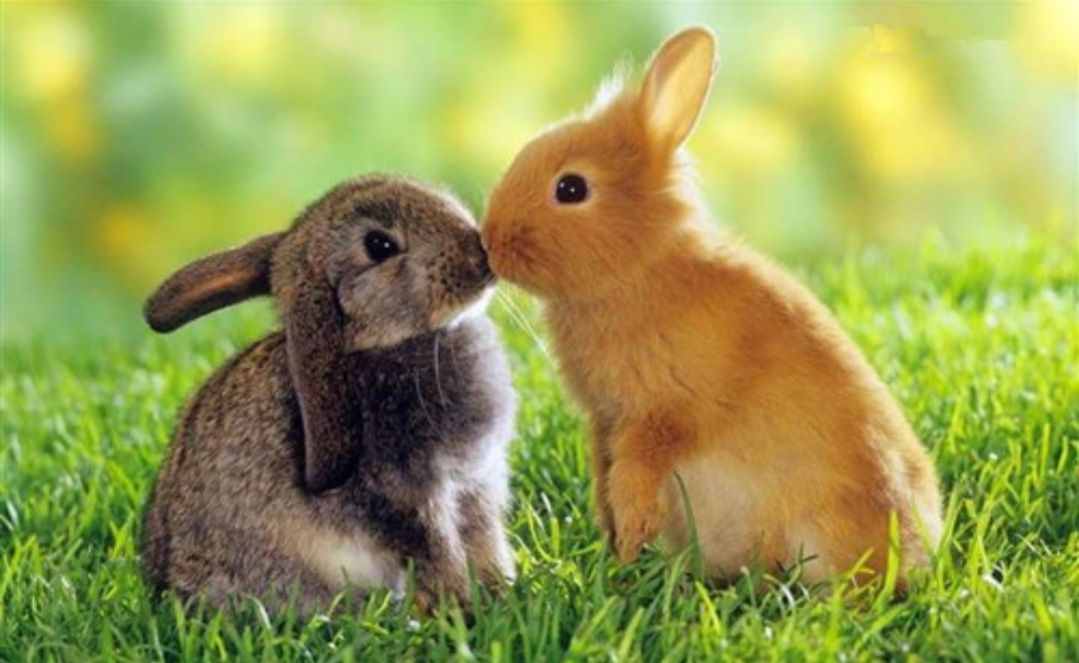 兔子不吃窝边草，是真的吗？