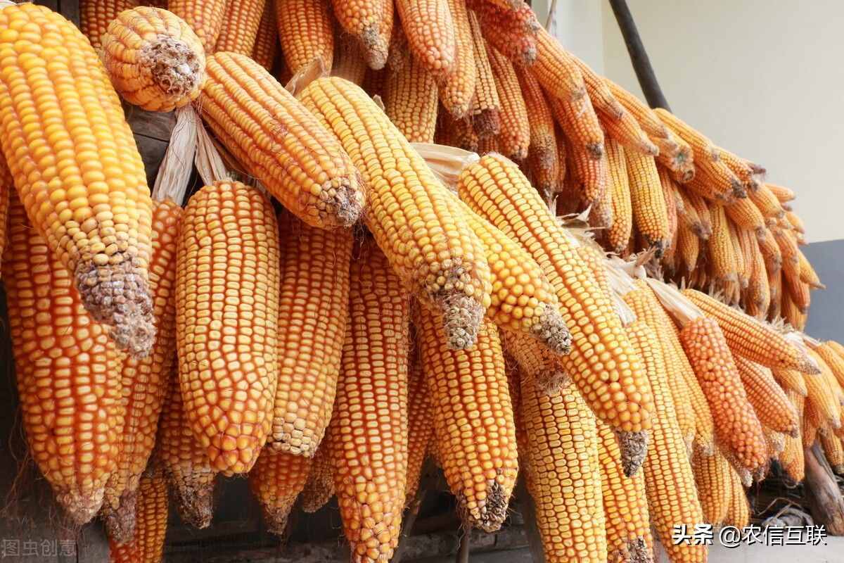 美国农产品疯涨，玉米价格刚刚再创新高！国内现货价涨声一片