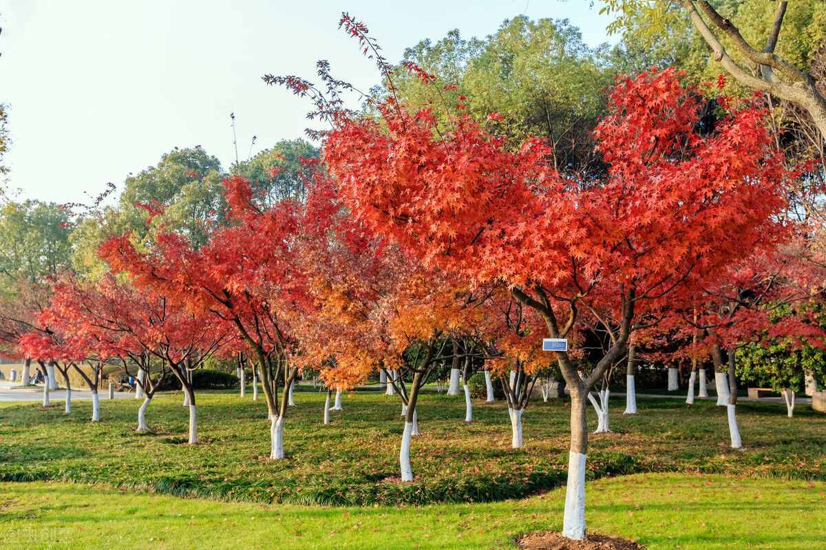 红枫树扦插种植方法，记住6个方面，提高成活率