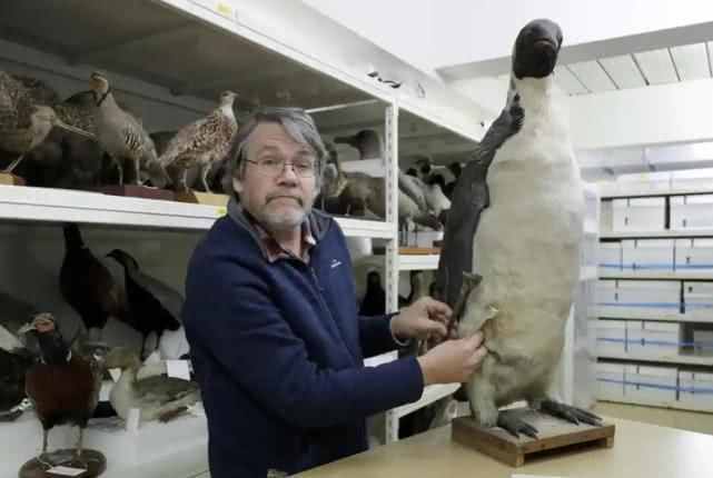 人类发现巨型古企鹅骨骼化石，和人身高相仿，活在6000万年前