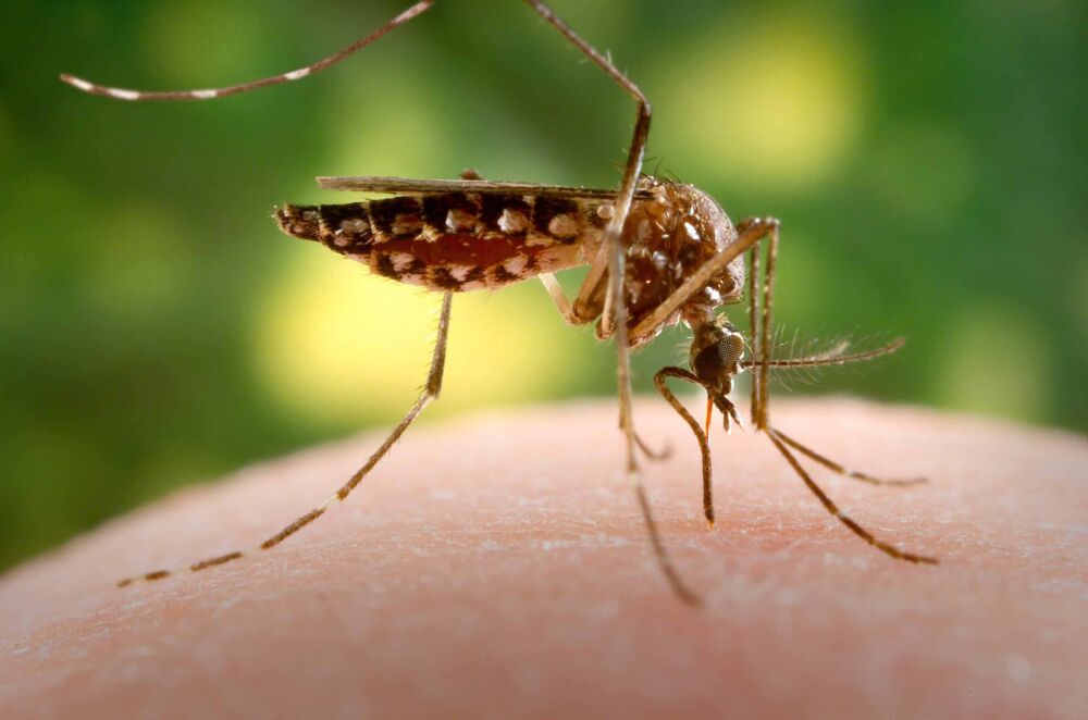 B型血和O型血真的招蚊子吗？不，这3种人更易成为“吸蚊体质”