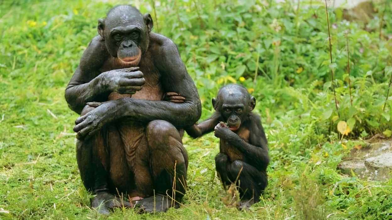“荡妇”的倭黑猩猩都会避免回交，人类为什么要故意让动物回交？