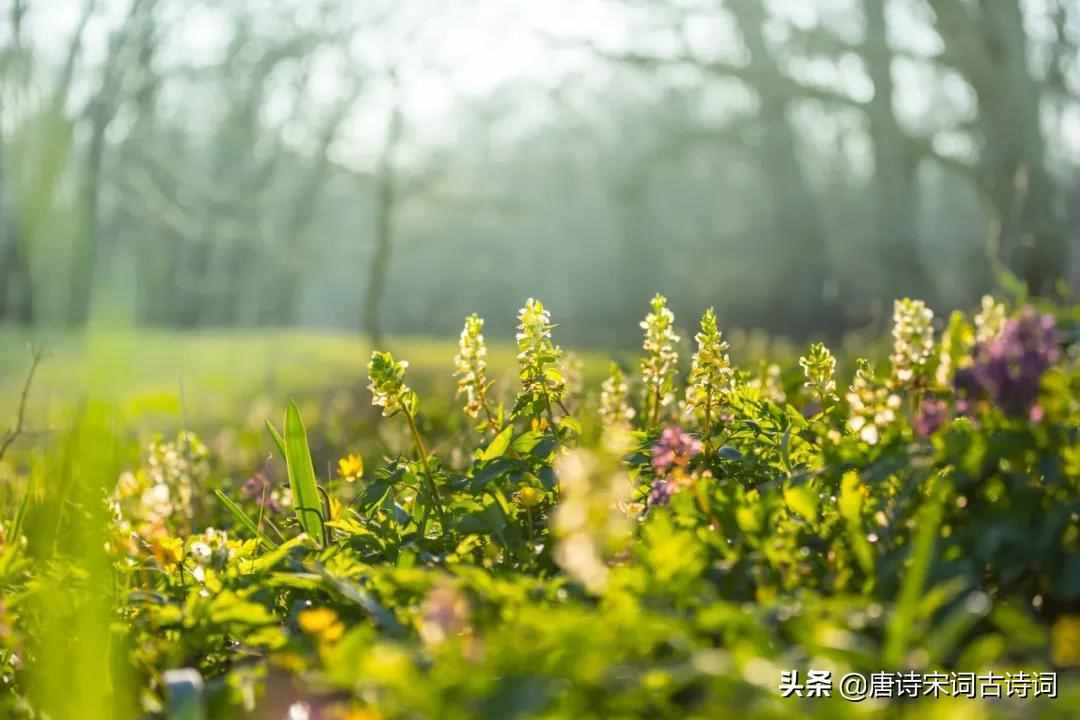 草，迎春来送春归