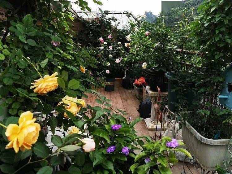 六年前买了一套顶楼房，这个15㎡的露台花园，成了我的“桃花源”