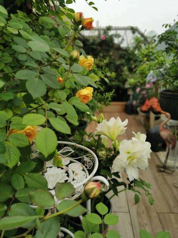 六年前买了一套顶楼房，这个15㎡的露台花园，成了我的“桃花源”