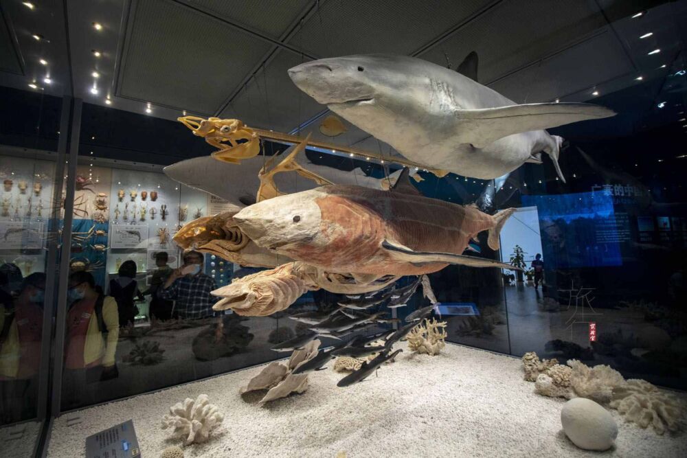 不仅有恐龙大鲨鱼，亿年天文地理，万年人类悲欢，尽在海洋博物馆
