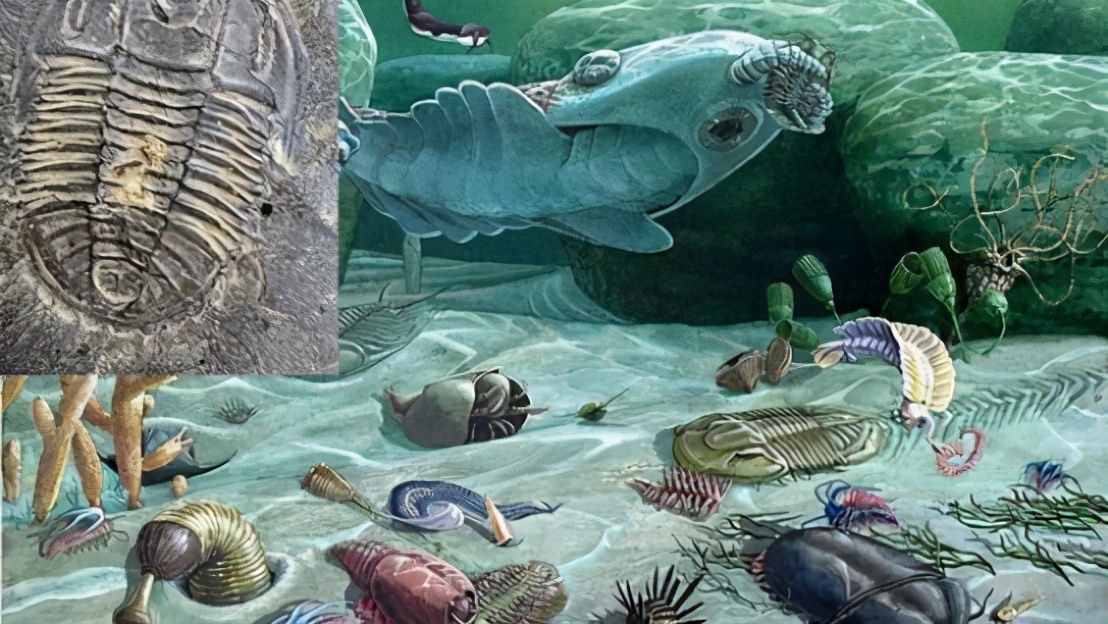 寒武纪大爆发的原因被找到，章鱼成为关键线索，它是外星生物？