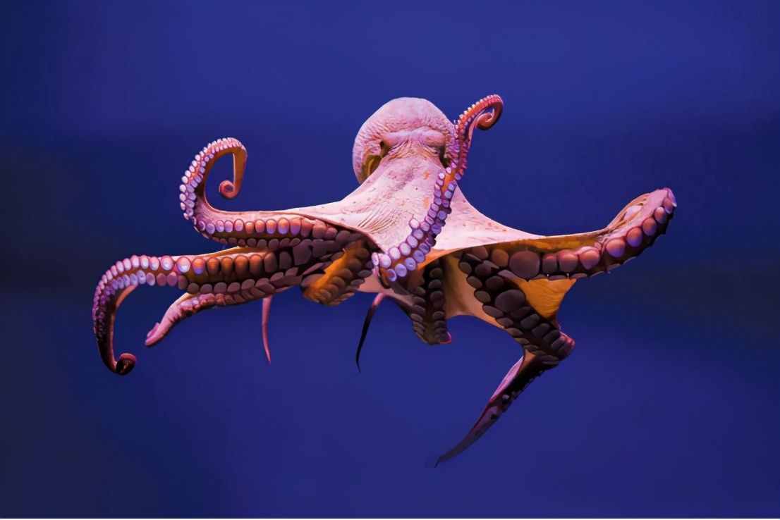 寒武纪大爆发的原因被找到，章鱼成为关键线索，它是外星生物？