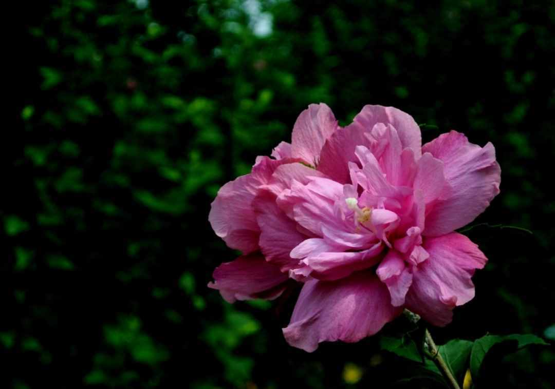 「诗词鉴赏」木槿花开，10首木槿花的诗词，朝花夕谢，转瞬即逝