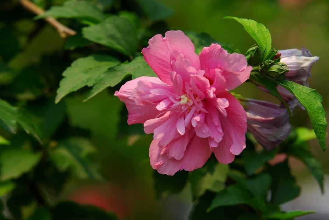 「诗词鉴赏」木槿花开，10首木槿花的诗词，朝花夕谢，转瞬即逝