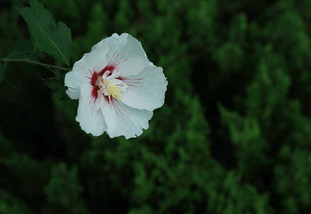 「诗词鉴赏」木槿花开，10首木槿花的诗词，朝花夕谢，转瞬即逝