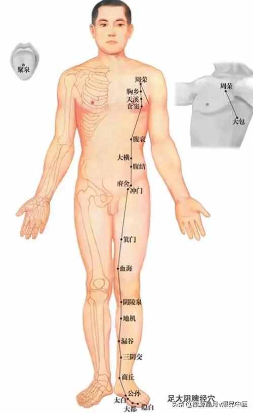 天下无疾：十二经脉循行要穴及各部常见病症总结