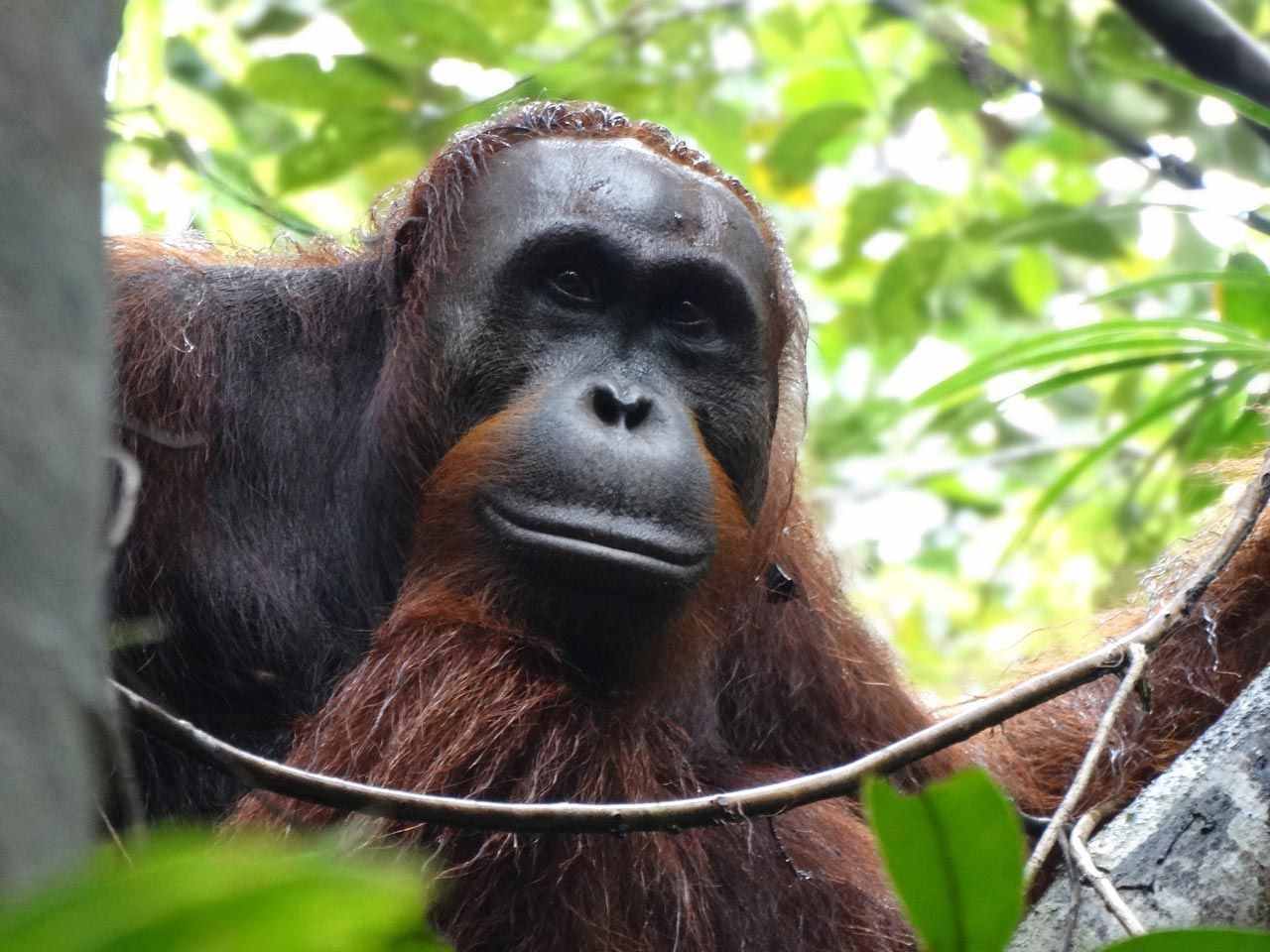 婆罗洲极度濒危的类人猿在水果短缺期间肌肉质量明显降低