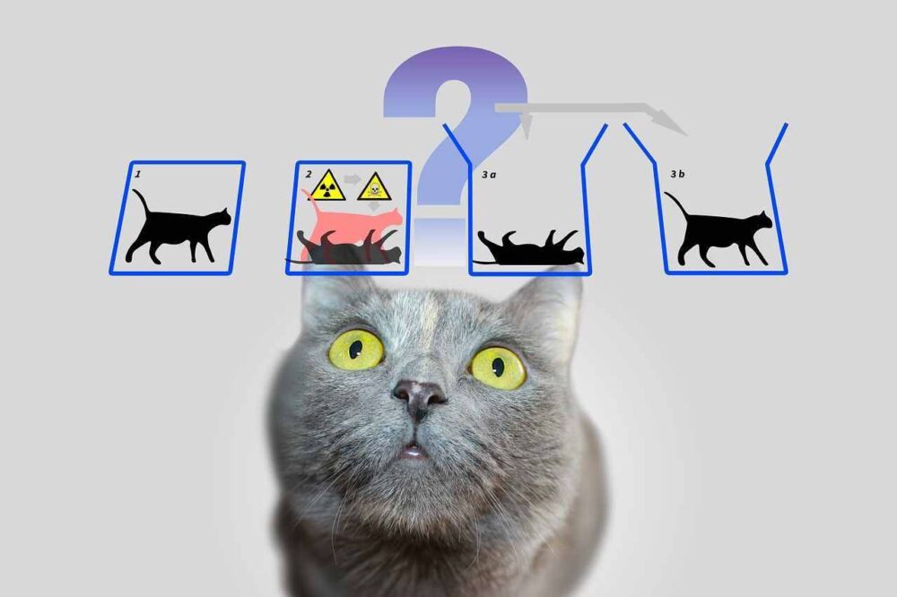 薛定谔的猫为何至今无解？意识导致波函数坍缩？什么是退相干历史