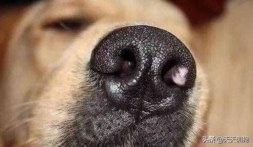 狗狗鼻子干，是生病了么？