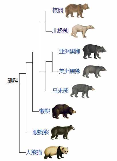 棕熊和北极熊，到底谁才是“熊中之王”？