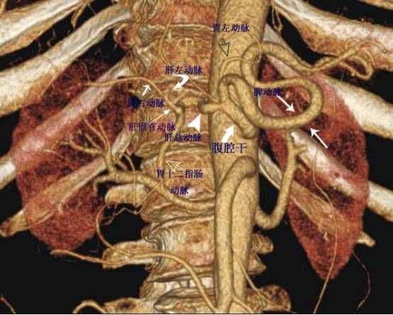 腹腔干正常解剖大全，测试下自己是不是都懂了