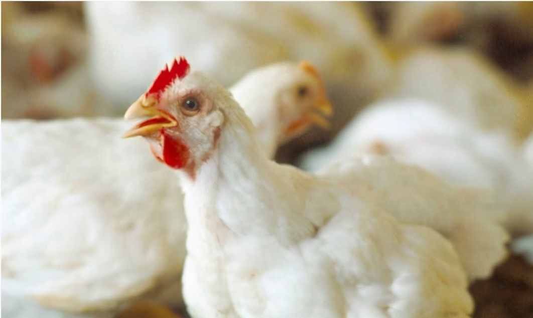 维生素C不止能帮鸡鸭抗应激，还有这4种功效，你知道吗？