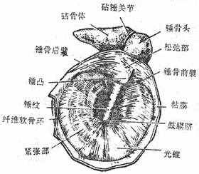 第七节　前庭蜗器（中耳半规管）