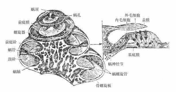 第七节　前庭蜗器（中耳半规管）