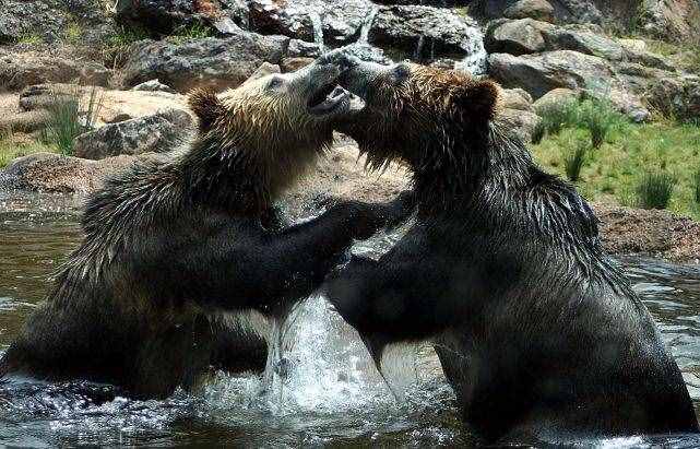 棕熊和北极熊，到底谁才是“熊中之王”？