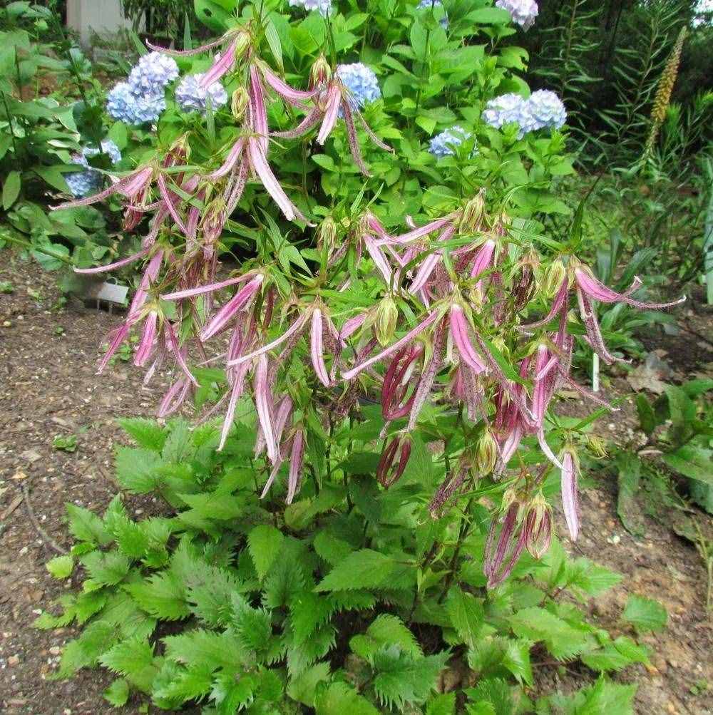 特别耐寒的紫斑风铃草，寒冷的冬季还在开花，每年可不断分株繁殖