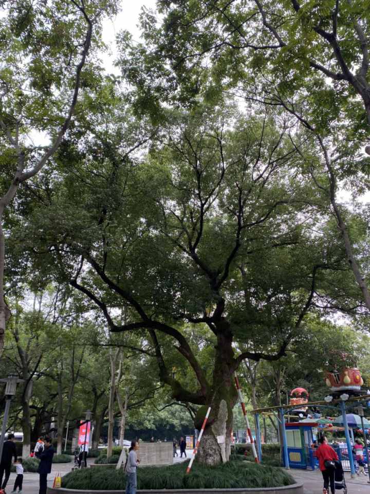 杭州还有多少古树？回忆汹涌：千年银杏也叫“三棵大树”，树老了我也老了