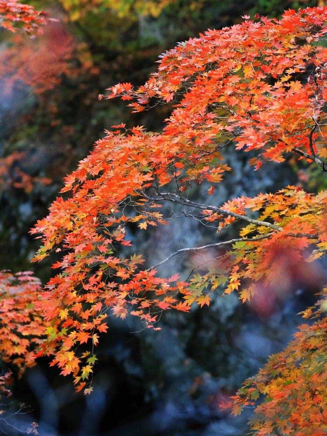 11月去哪玩？秋冬美景已经在路上了！广州竟然也能入选？