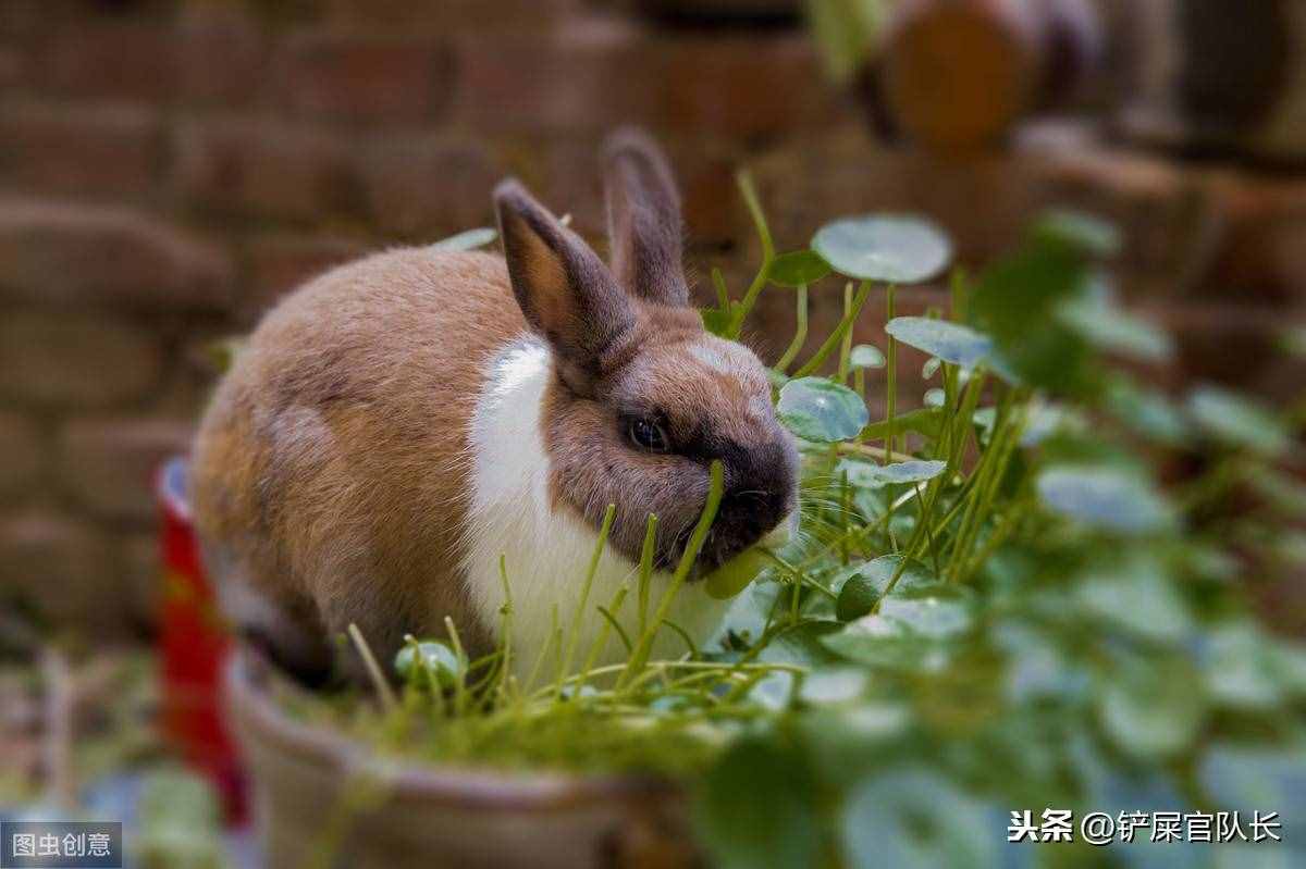 除了猫狗，我们还能在家养的另类宠物推荐