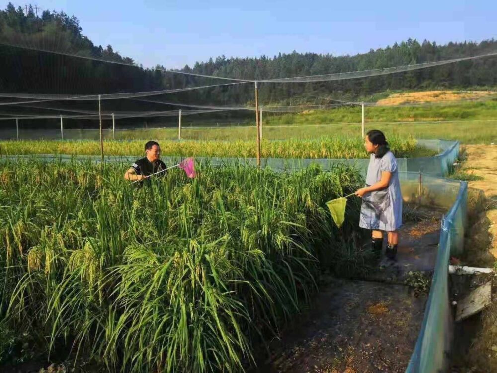 稻田养殖蟾蜍高效生态种养技术