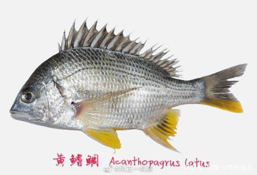 加吉鱼又叫做鲷鱼，是我国沿海的著名海产。它们是非常好吃的