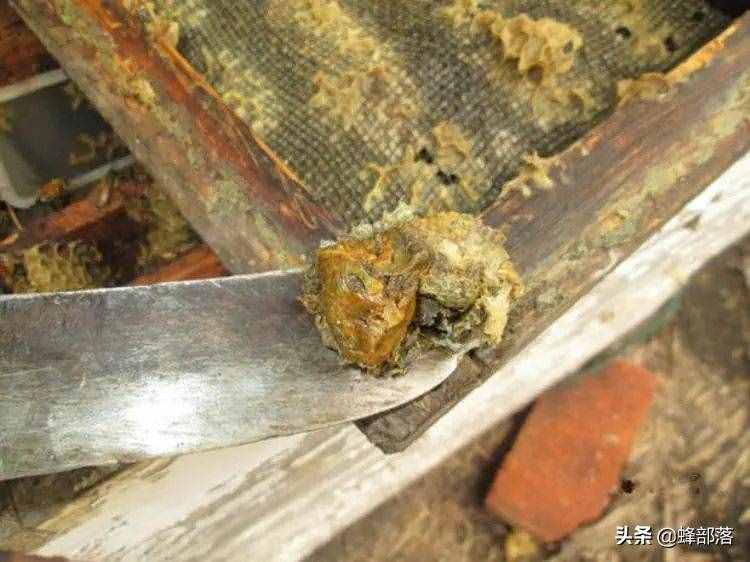 继蜂蜜造假之后，蜂胶也被造假，死磕一下！杨树芽比蜂胶差多少？