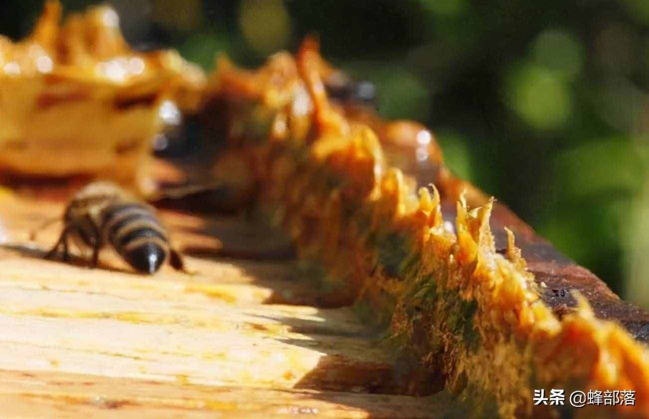 继蜂蜜造假之后，蜂胶也被造假，死磕一下！杨树芽比蜂胶差多少？