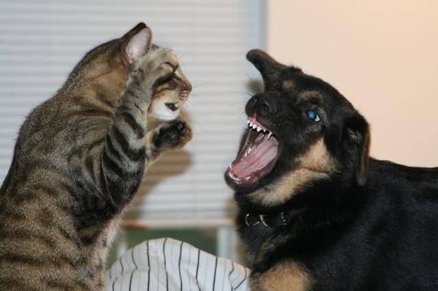 猫狗打架，狗总是被欺负的那个，为什么人们见到的却是狗把猫咬死