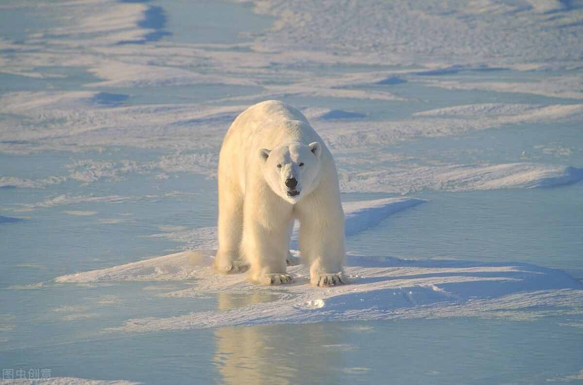 为什么北极熊不生长在南极？科学家：南极不可能有熊