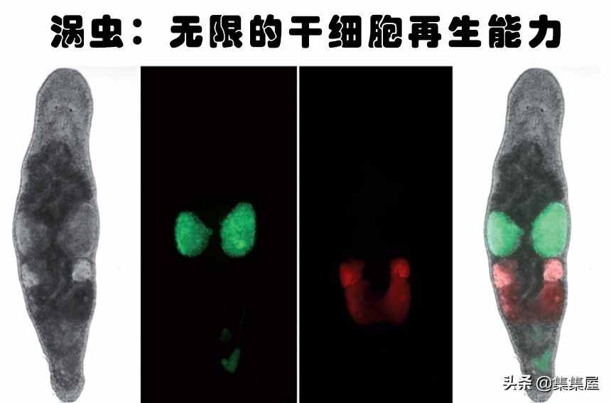 令人类羡慕，拥有再生能力的12种动物