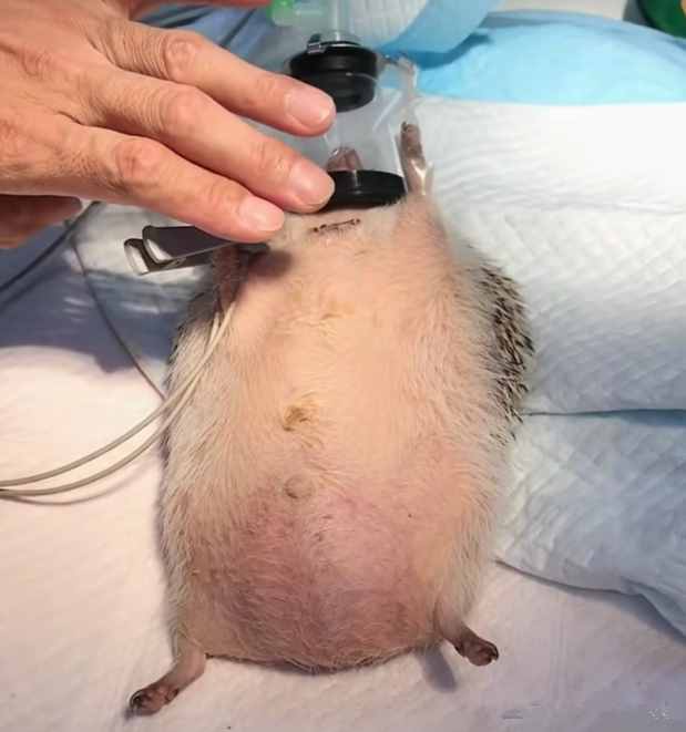 刺猬怀孕后肚子特别大，带去医院直接剖腹产，画面看上去莫名滑稽