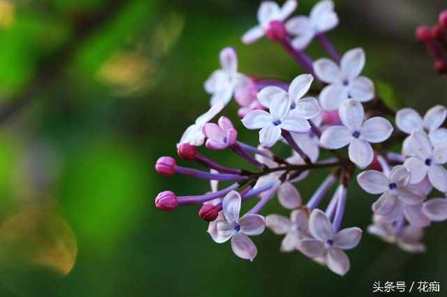 你说你最爱丁香花，可你真的了解它吗？