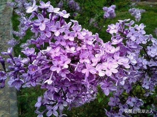 丁香花是什么颜色的 丁香花有多少种颜色：白色、紫色、紫红