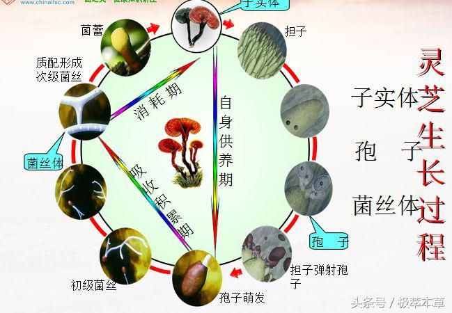 极萃本草机：灵芝的生长周期 灵芝并非越老越好