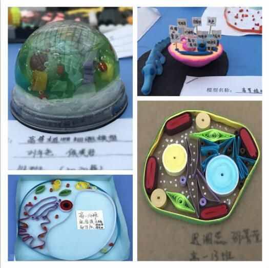 西安中学高一学生巧手制作生物模型生命细胞栩栩如生