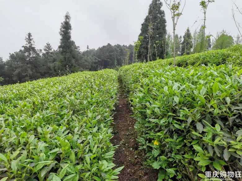 重庆这个茶园号称“中国版斯里兰卡”，可采茶制茶，风景如画