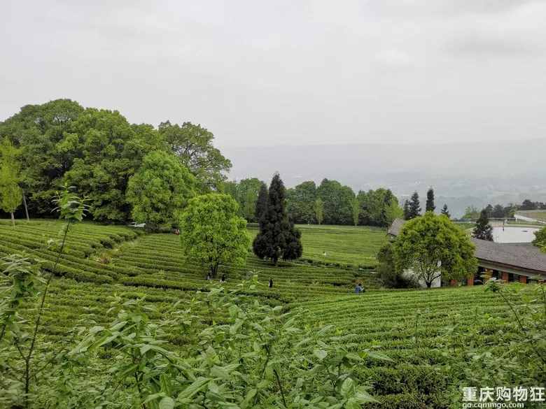 重庆这个茶园号称“中国版斯里兰卡”，可采茶制茶，风景如画
