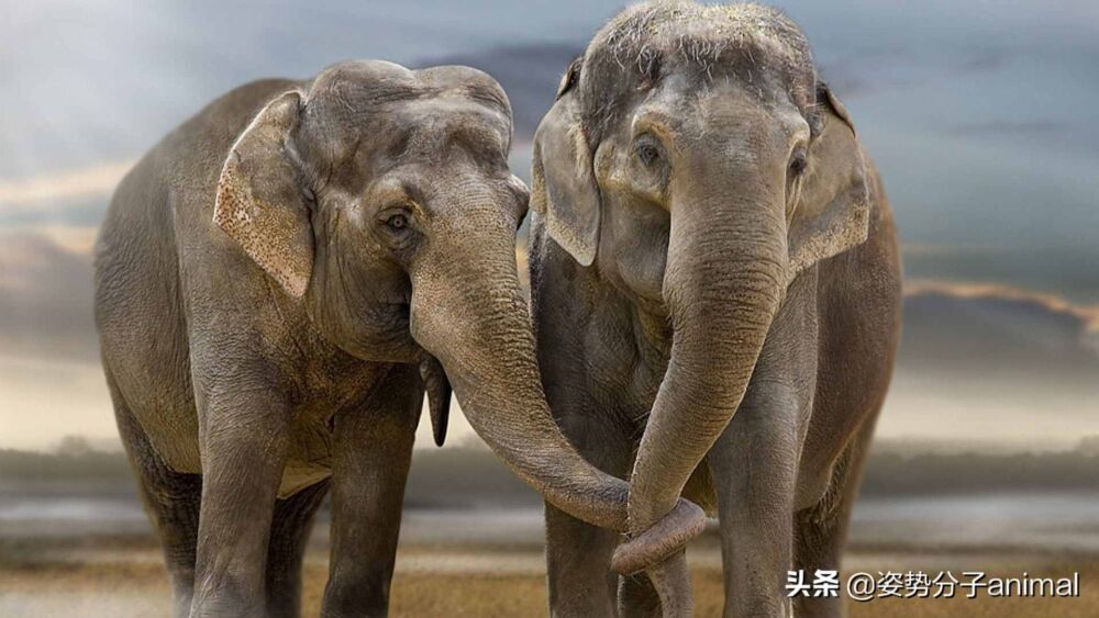 大象的交配繁衍，奇怪的知识又增加了