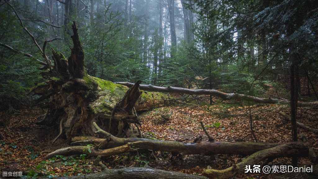 索思英语解码单词（第229个）——forest森林