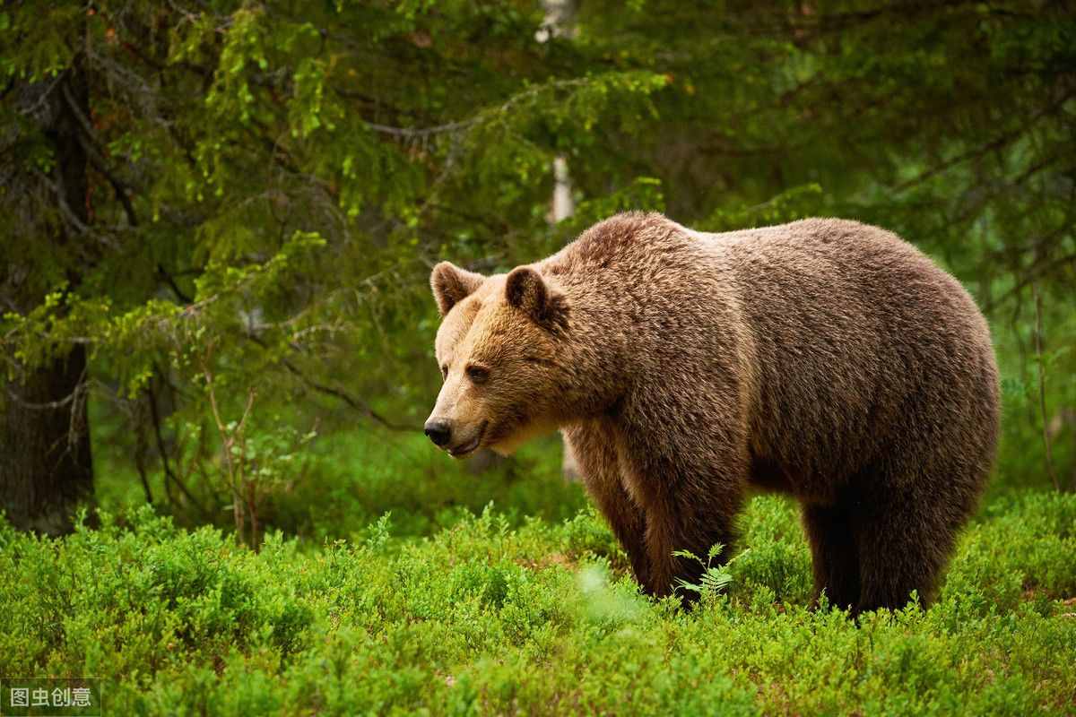 bear 只是熊的意思吗