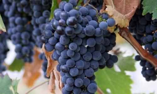 种植葡萄什么品种好？长得虽像，口味不同，这些葡萄你都认识嘛？